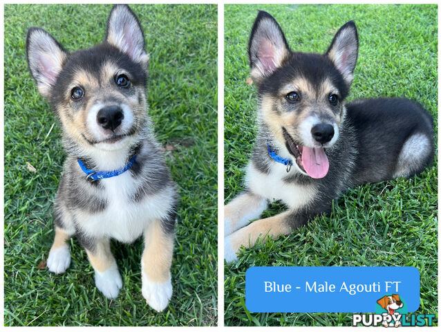 RPBA Aussie Husky Puppies - DNA Clear