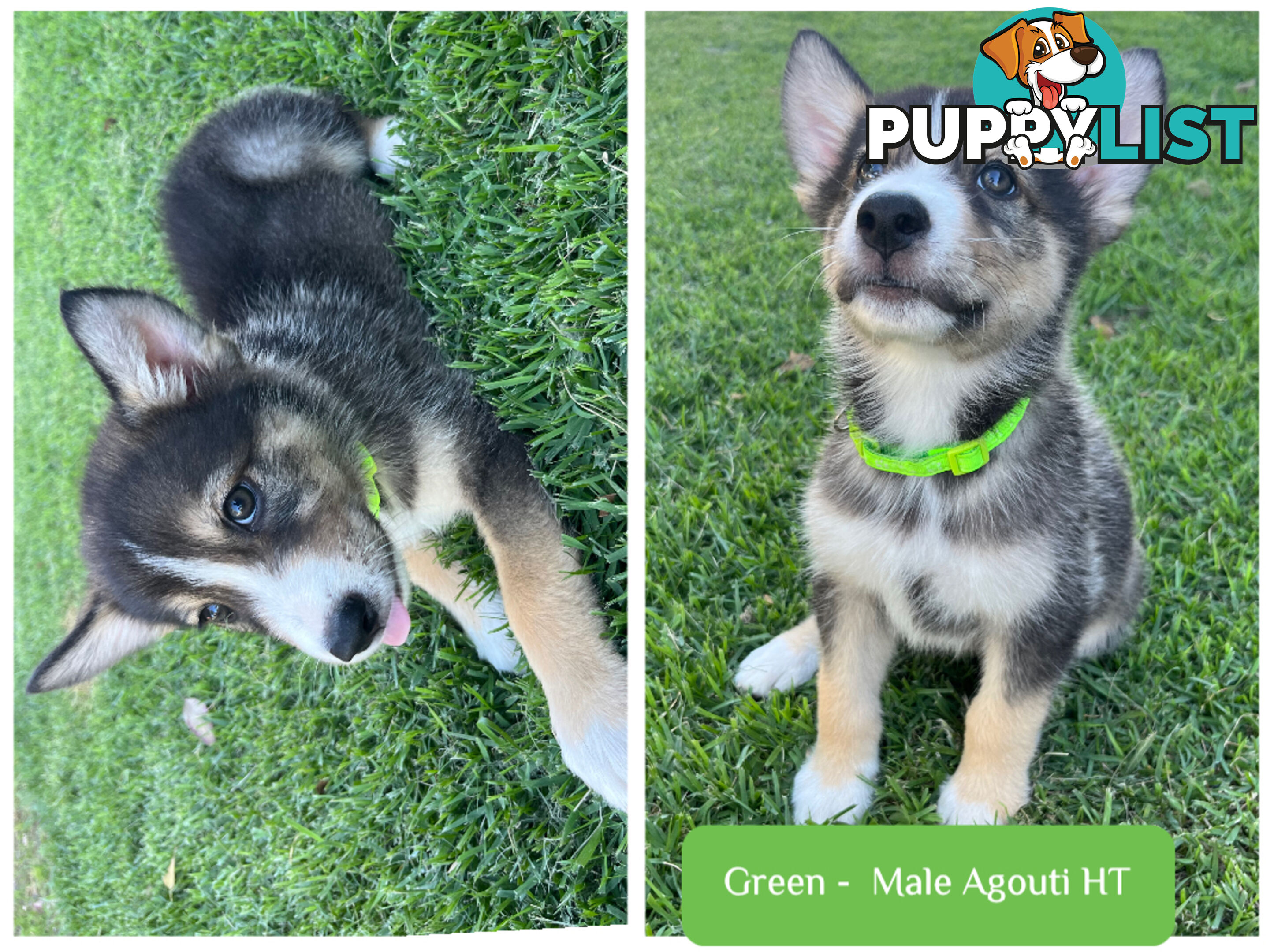 RPBA Aussie Husky Puppies - DNA Clear