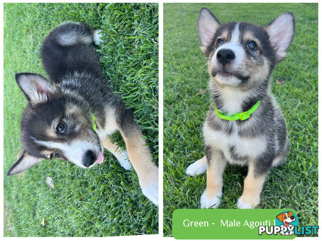 RPBA Aussie Husky Puppies - DNA Clear