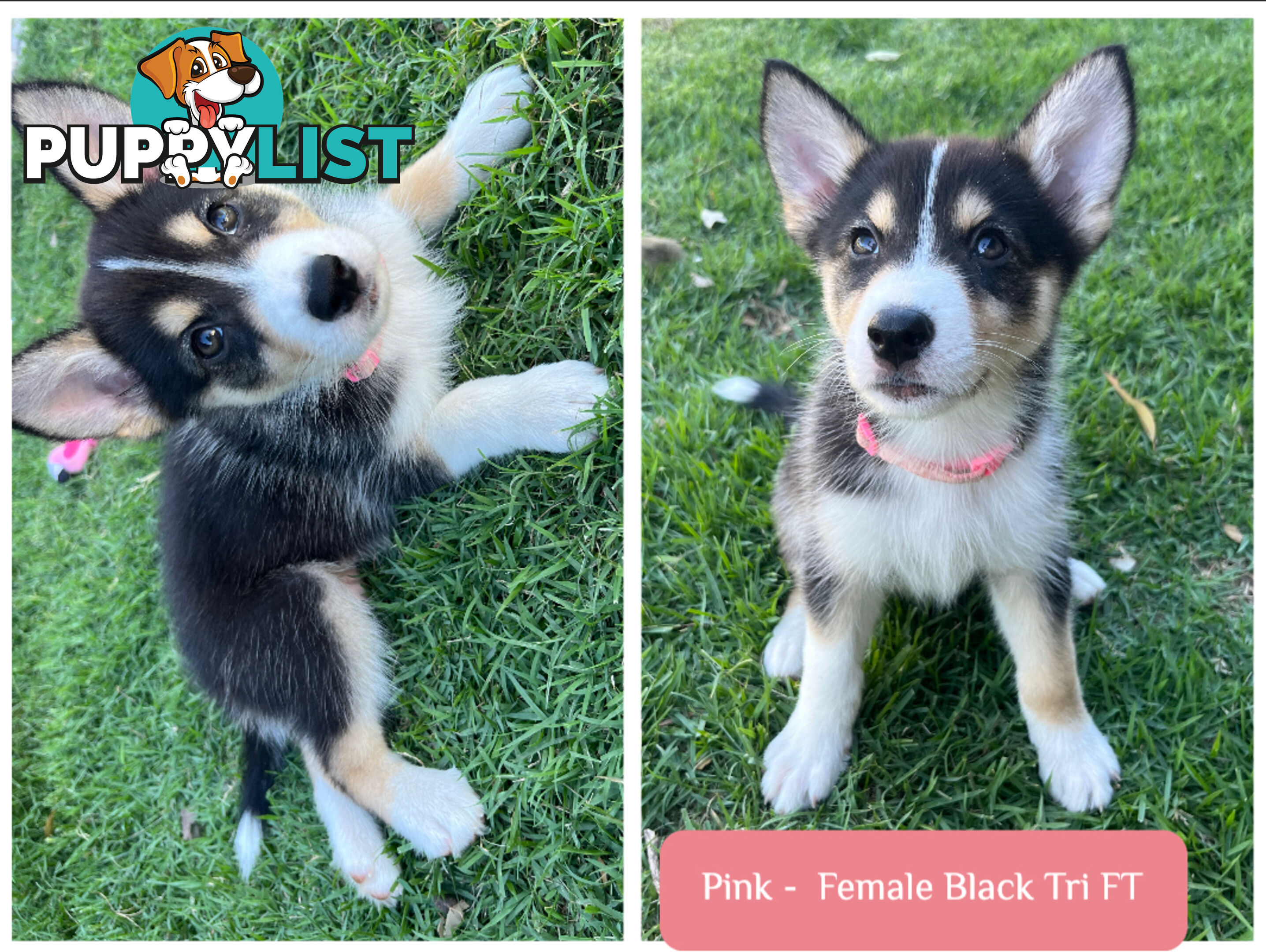 RPBA Aussie Husky Puppies - DNA Clear