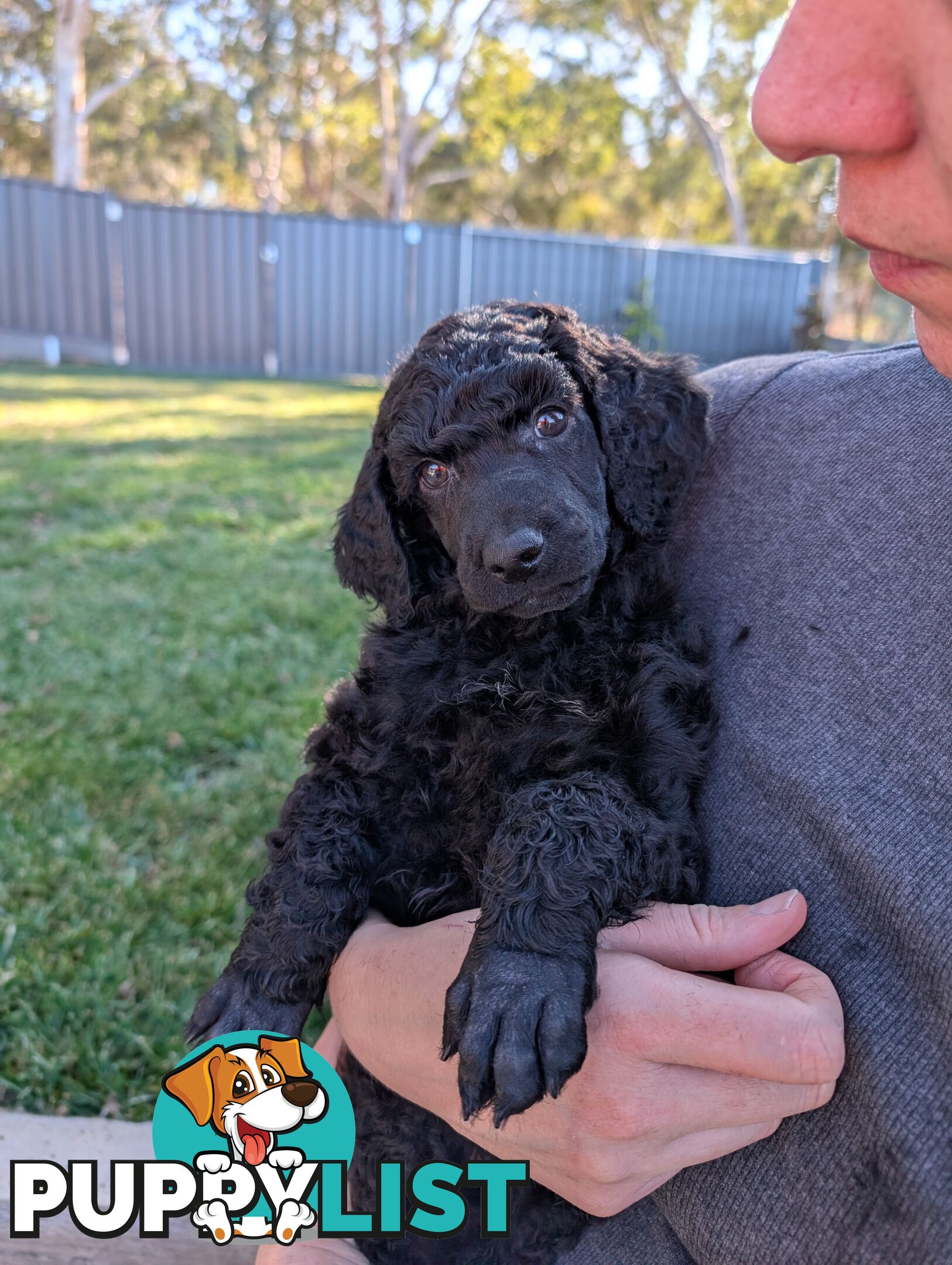 ANKC Pedigree Standard Poodle Puppies
