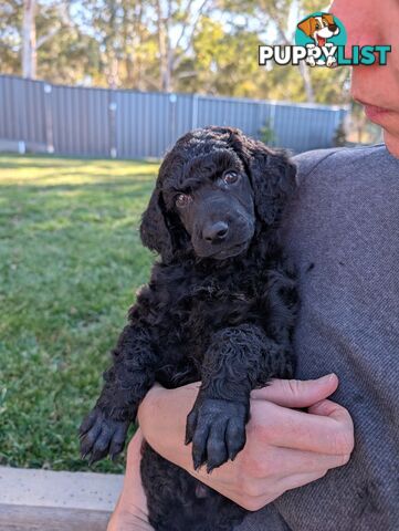 ANKC Pedigree Standard Poodle Puppies