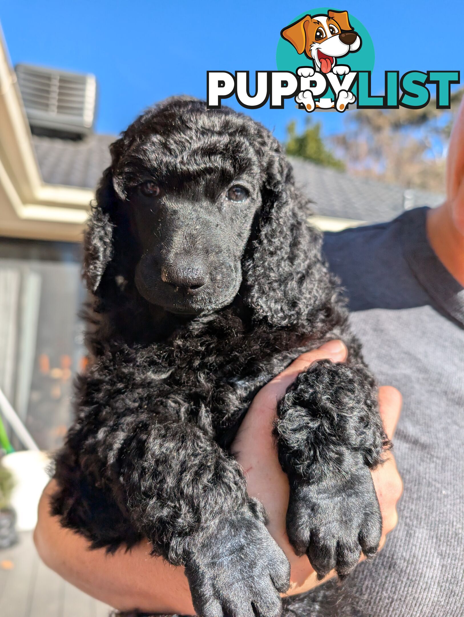 ANKC Pedigree Standard Poodle Puppies