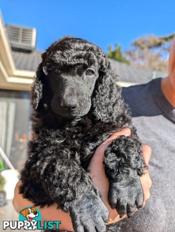 ANKC Pedigree Standard Poodle Puppies