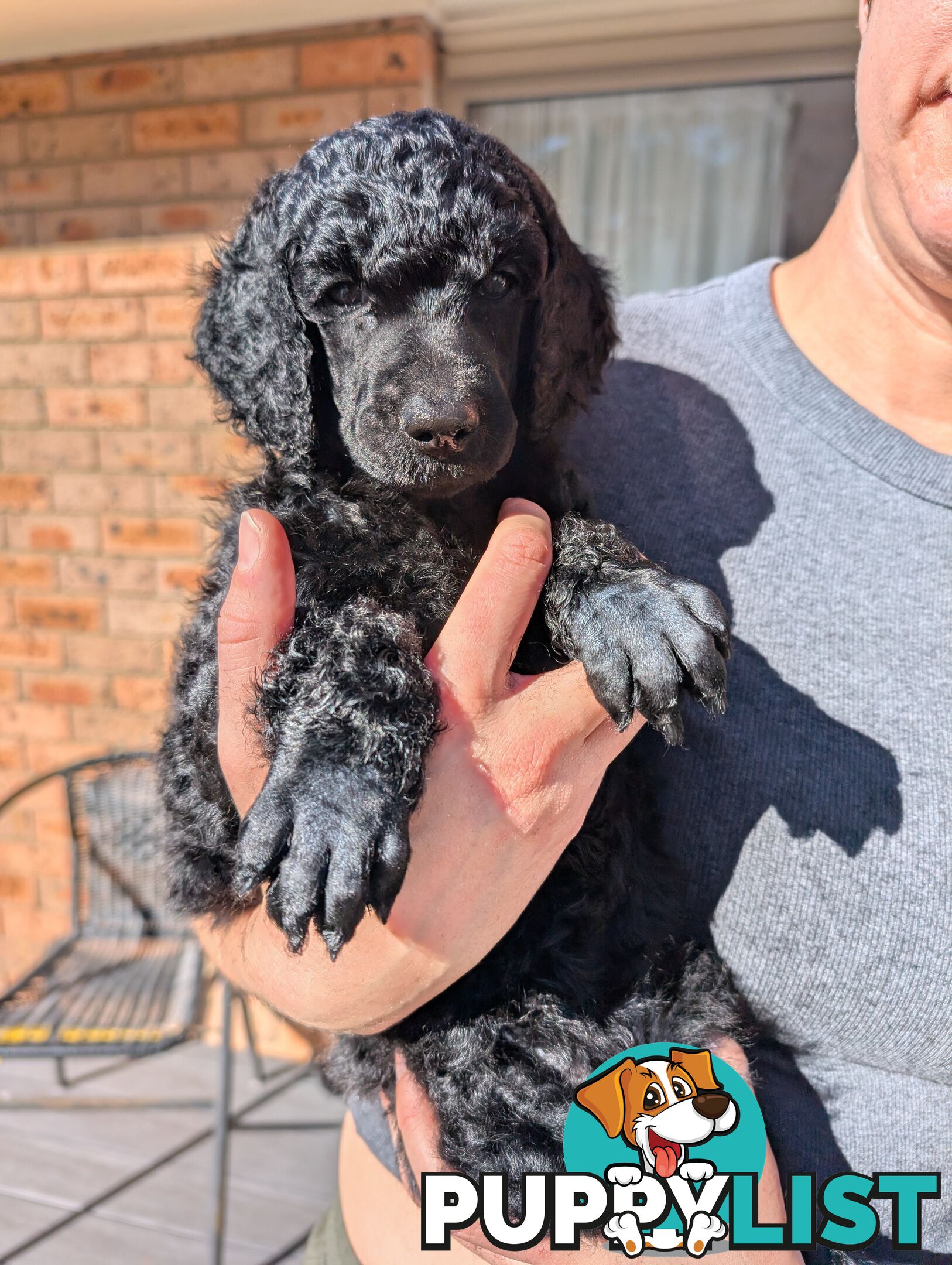 ANKC Pedigree Standard Poodle Puppies