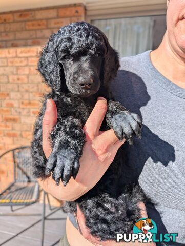 ANKC Pedigree Standard Poodle Puppies