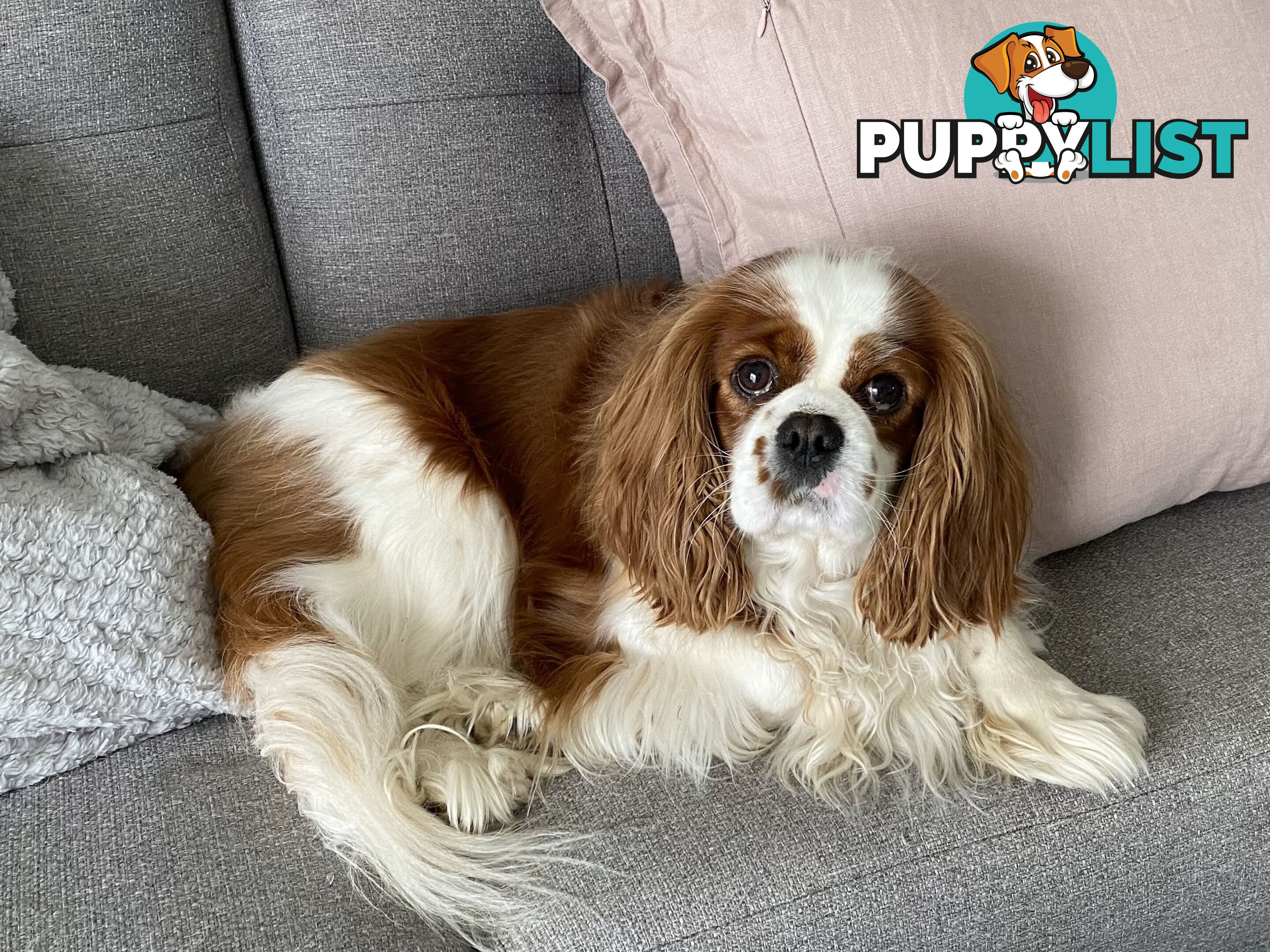 Cavalier King Charles 5yo Female