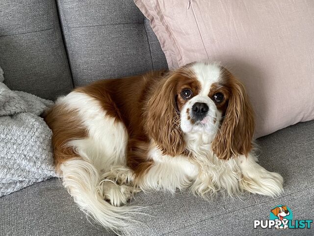 Cavalier King Charles 5yo Female