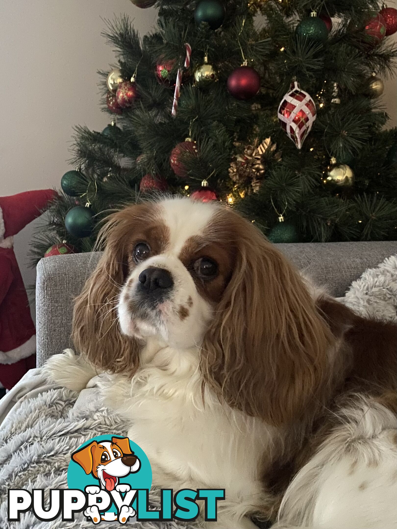 Cavalier King Charles 5yo Female