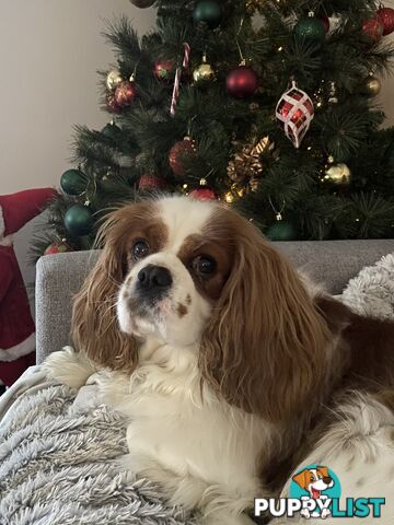 Cavalier King Charles 5yo Female