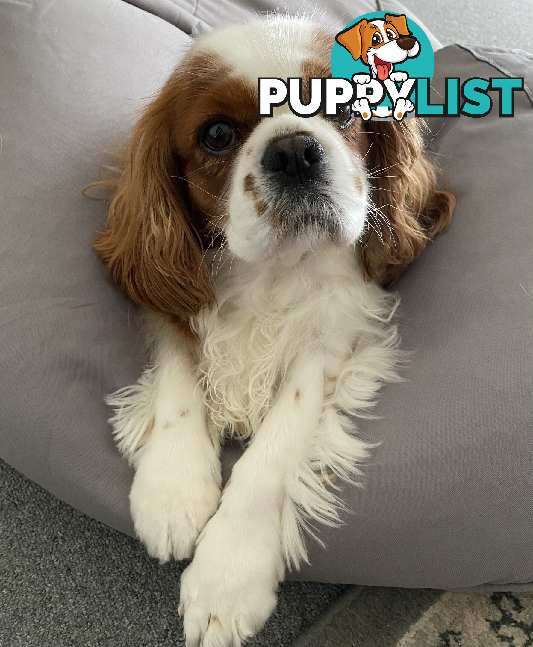 Cavalier King Charles 5yo Female