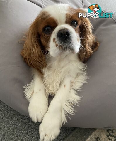 Cavalier King Charles 5yo Female