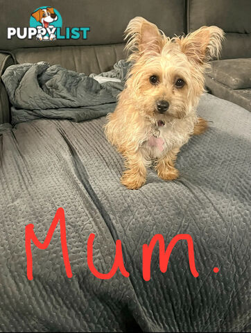 Australian Silky Terrier Yorkie/Poos Poodles