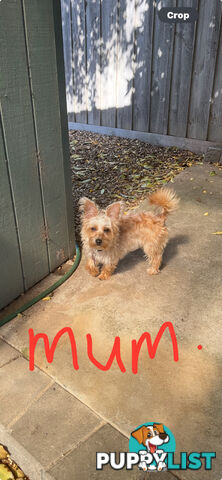 Australian Silky Terrier Yorkie/Poos Poodles