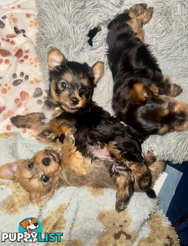Australian Silky Terrier Yorkie/Poos Poodles