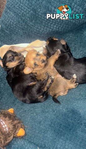 Australian silky Yorkie/poos