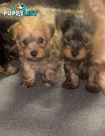 Australian Silky Terrier Yorkie/Poos Poodles