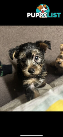 Australian Silky Terrier Yorkie/Poos Poodles