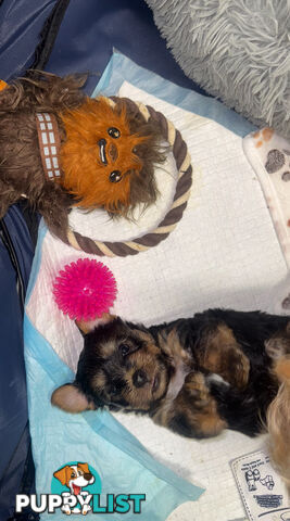 Australian Silky Terrier Yorkie/Poos Poodles