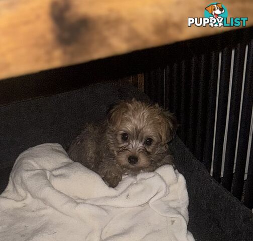 Australian Silky Terrier Yorkie/Poos Poodles