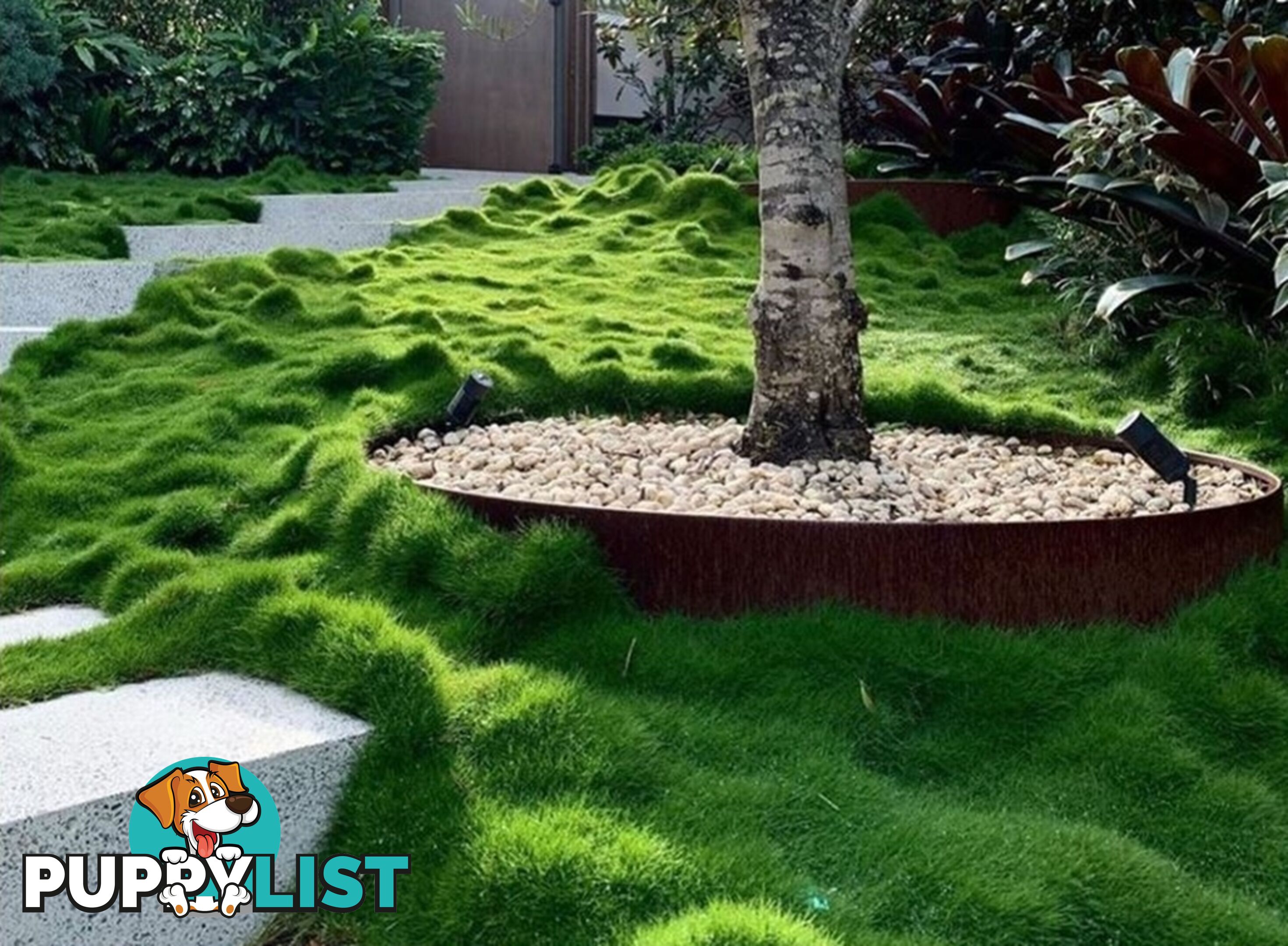 10 Pots of Zoysia Tenuifolia No Mow Grass Free Express Post Aust-Wide