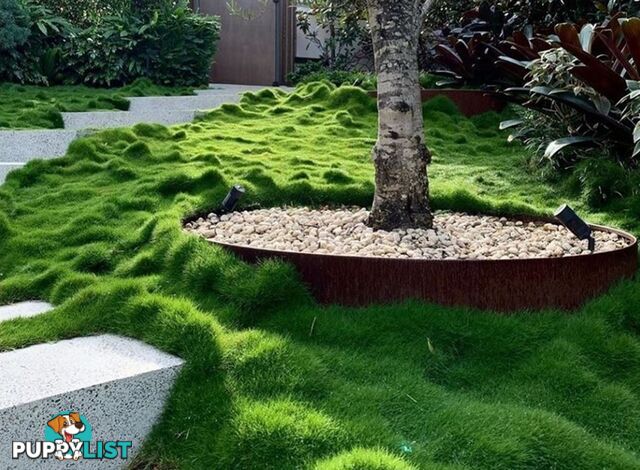 10 Pots of Zoysia Tenuifolia No Mow Grass Free Express Post Aust-Wide