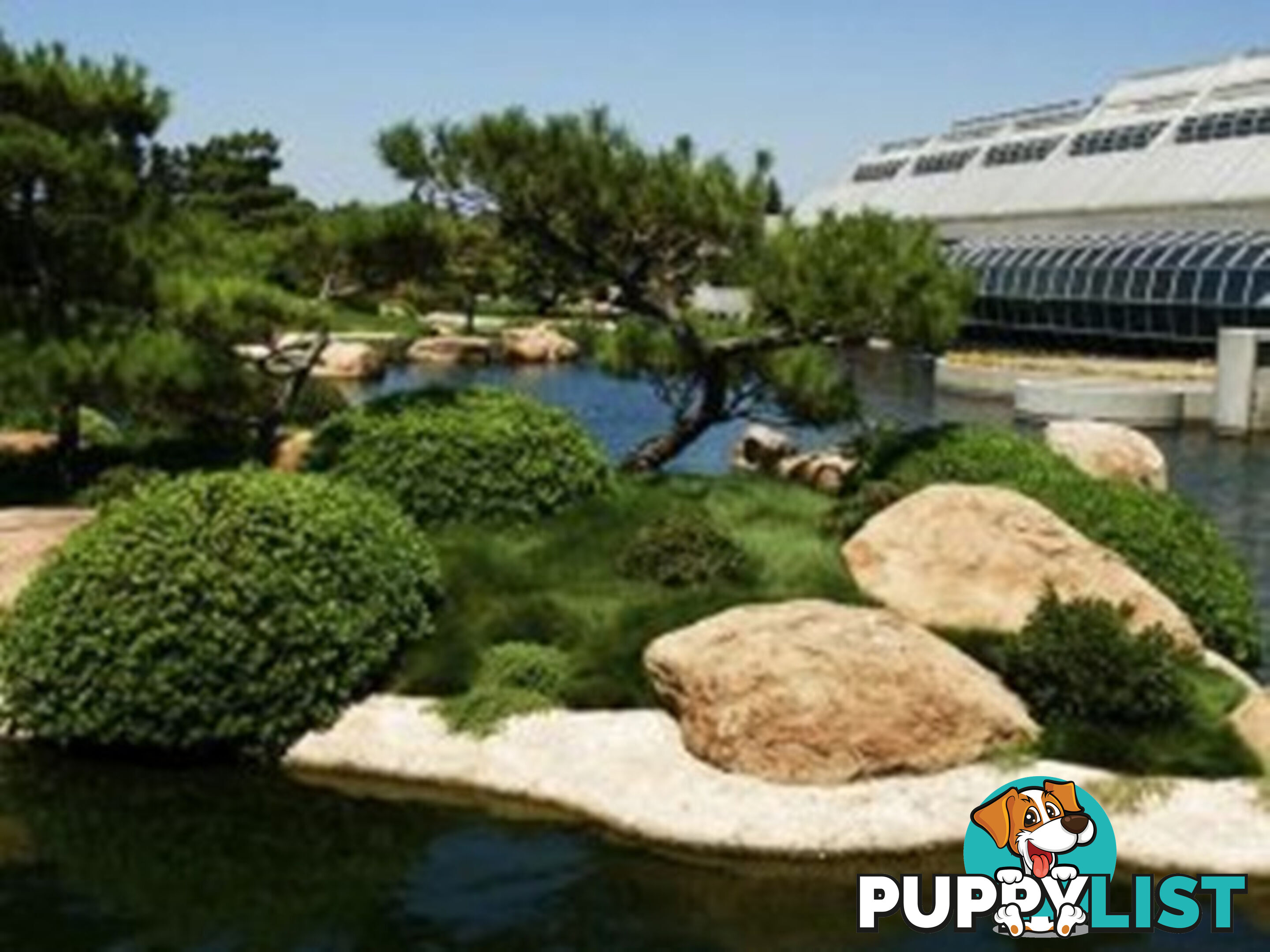 10 Pots of Zoysia Tenuifolia No Mow Grass Free Express Post Aust-Wide