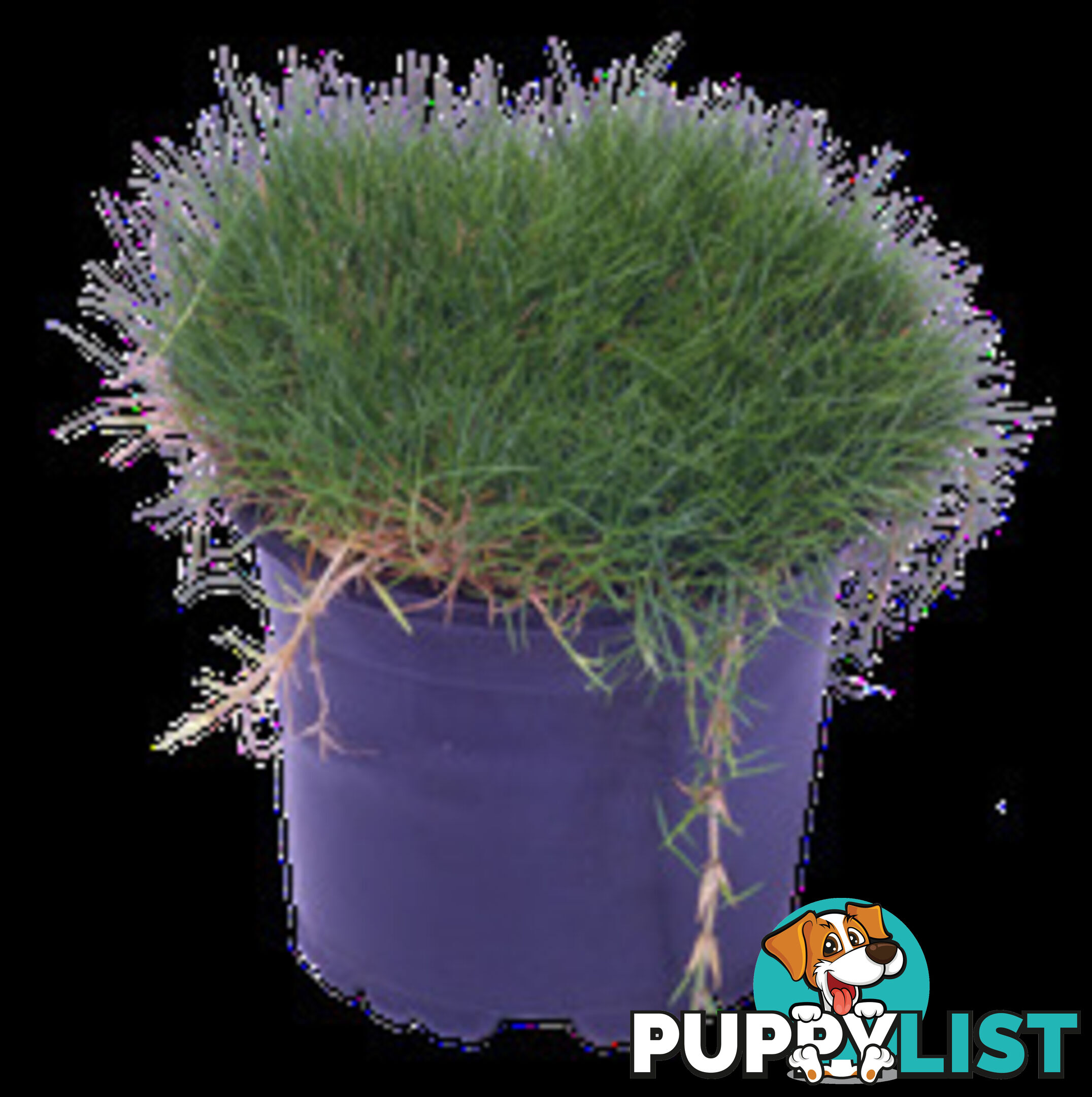 10 Pots of Zoysia Tenuifolia No Mow Grass Free Express Post Aust-Wide