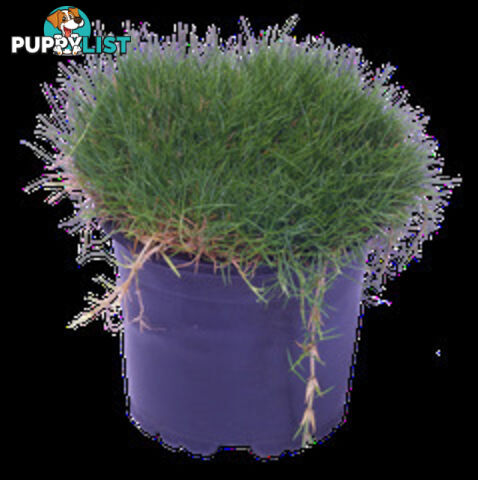 10 Pots of Zoysia Tenuifolia No Mow Grass Free Express Post Aust-Wide