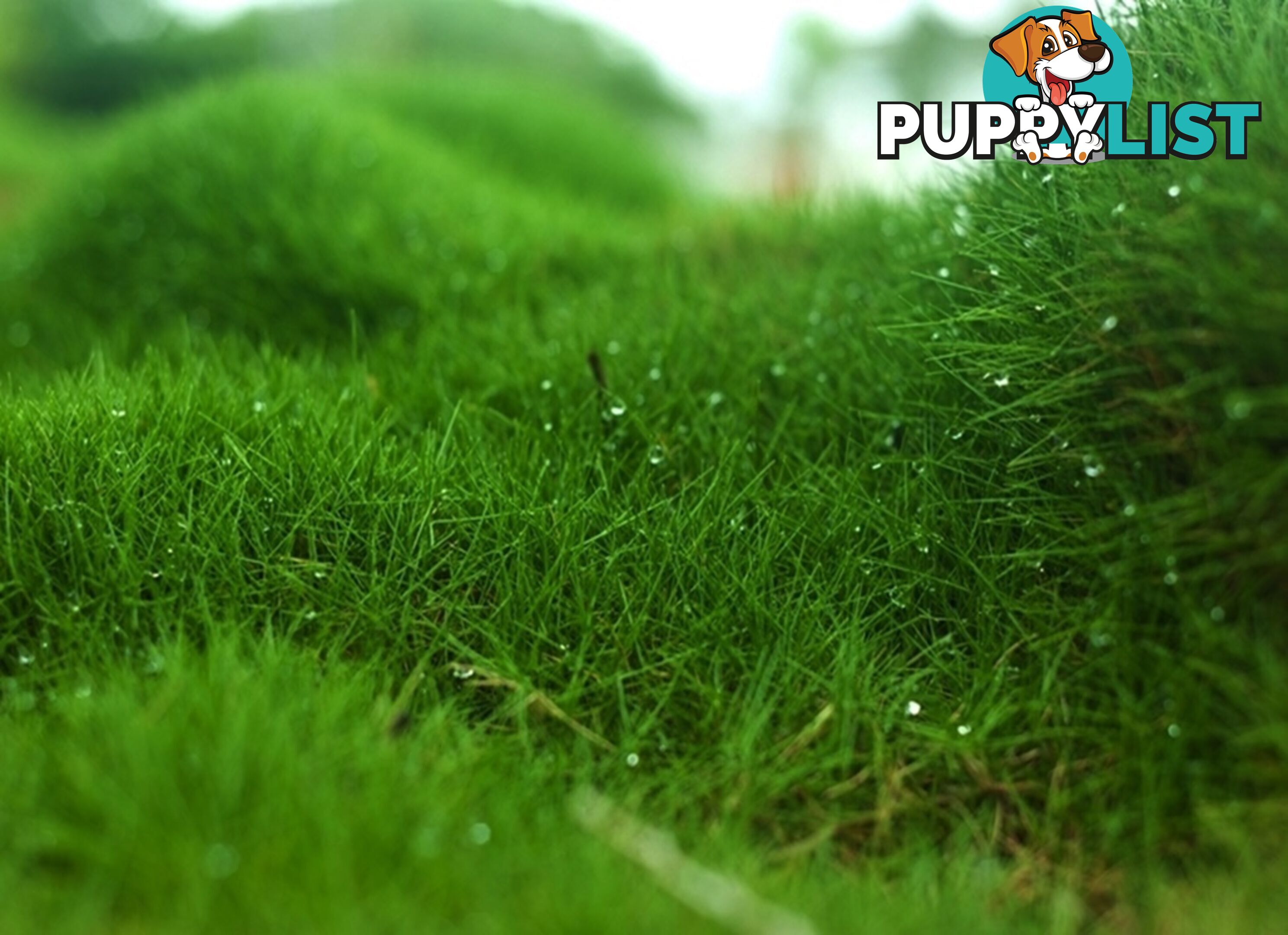10 Pots of Zoysia Tenuifolia No Mow Grass Free Express Post Aust-Wide