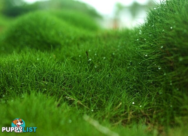 10 Pots of Zoysia Tenuifolia No Mow Grass Free Express Post Aust-Wide