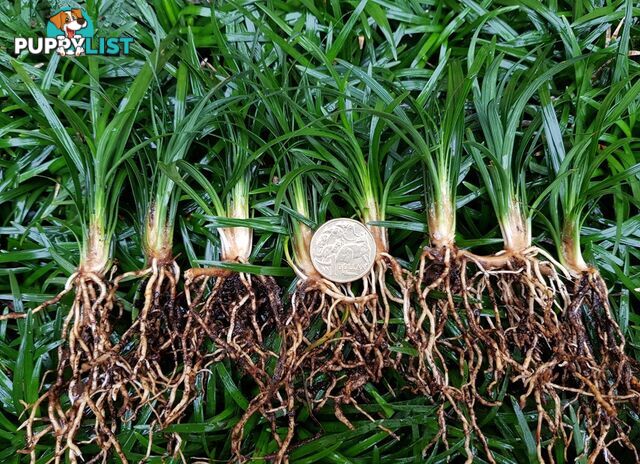 Dwarf Mondo Grass - 7 Clumps (105 + Plants) with Free Express Postage