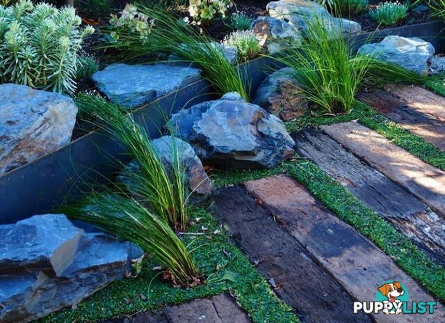 Dichondra Tiny Delight in 330mm x 330mm trays - Free delivery Australia Wide