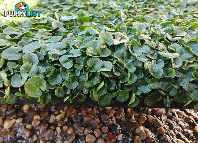 Dichondra Tiny Delight in 330mm x 330mm trays - Free delivery Australia Wide