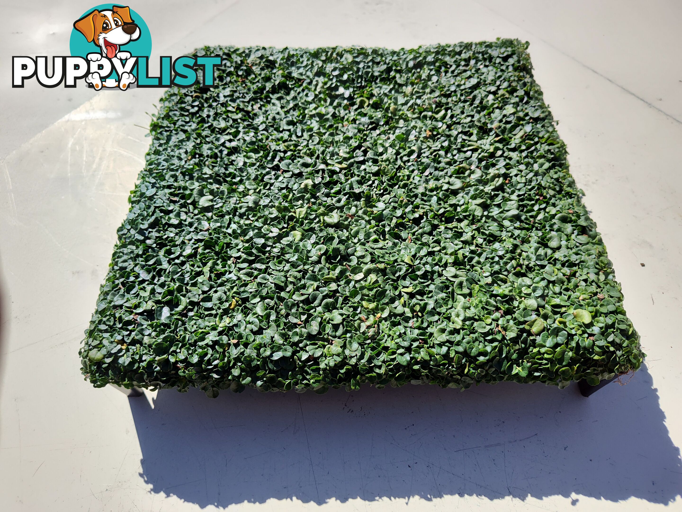 Dichondra Tiny Delight in 330mm x 330mm trays - Free delivery Australia Wide