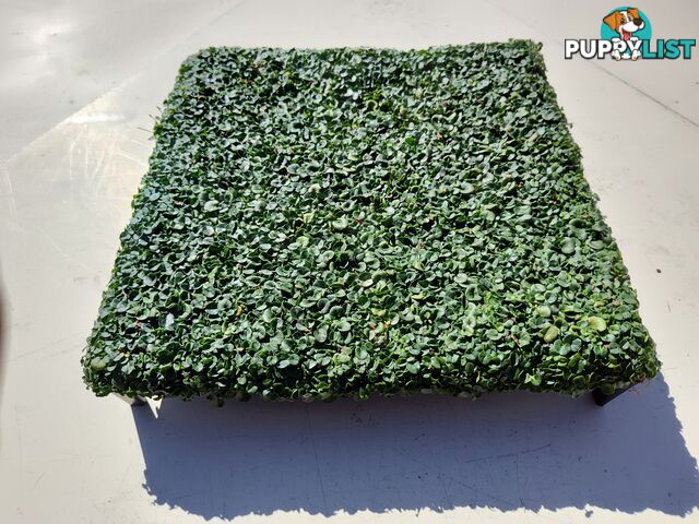 Dichondra Tiny Delight in 330mm x 330mm trays - Free delivery Australia Wide