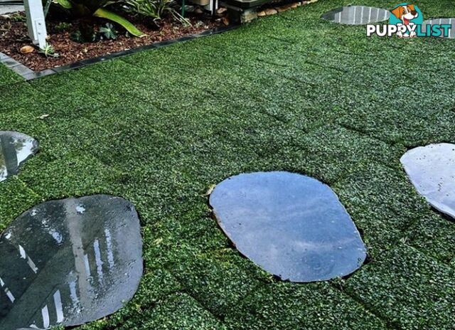 Dichondra Tiny Delight in 330mm x 330mm trays - Free delivery Australia Wide