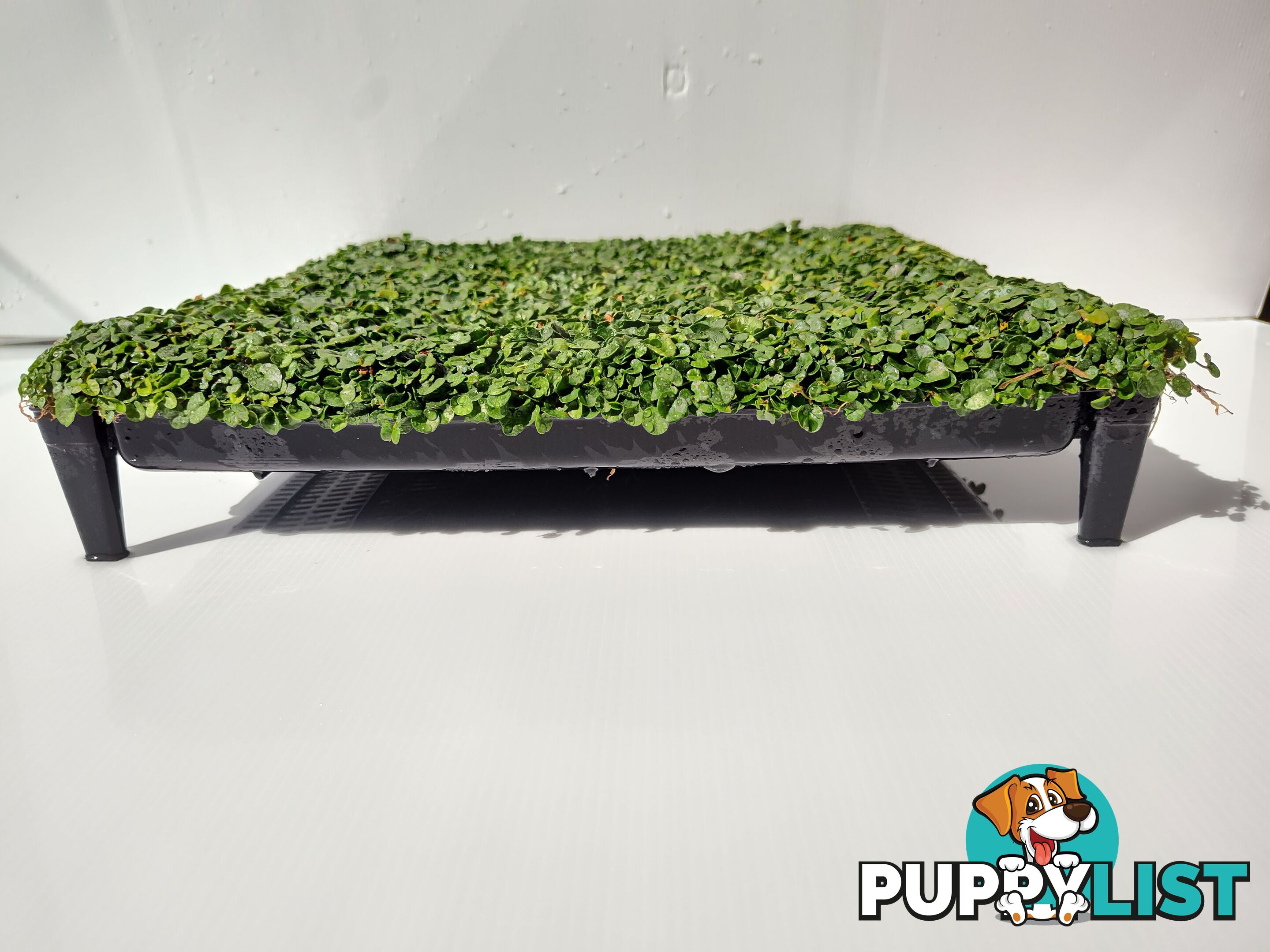 Dichondra Tiny Delight in 330mm x 330mm trays - Free delivery Australia Wide