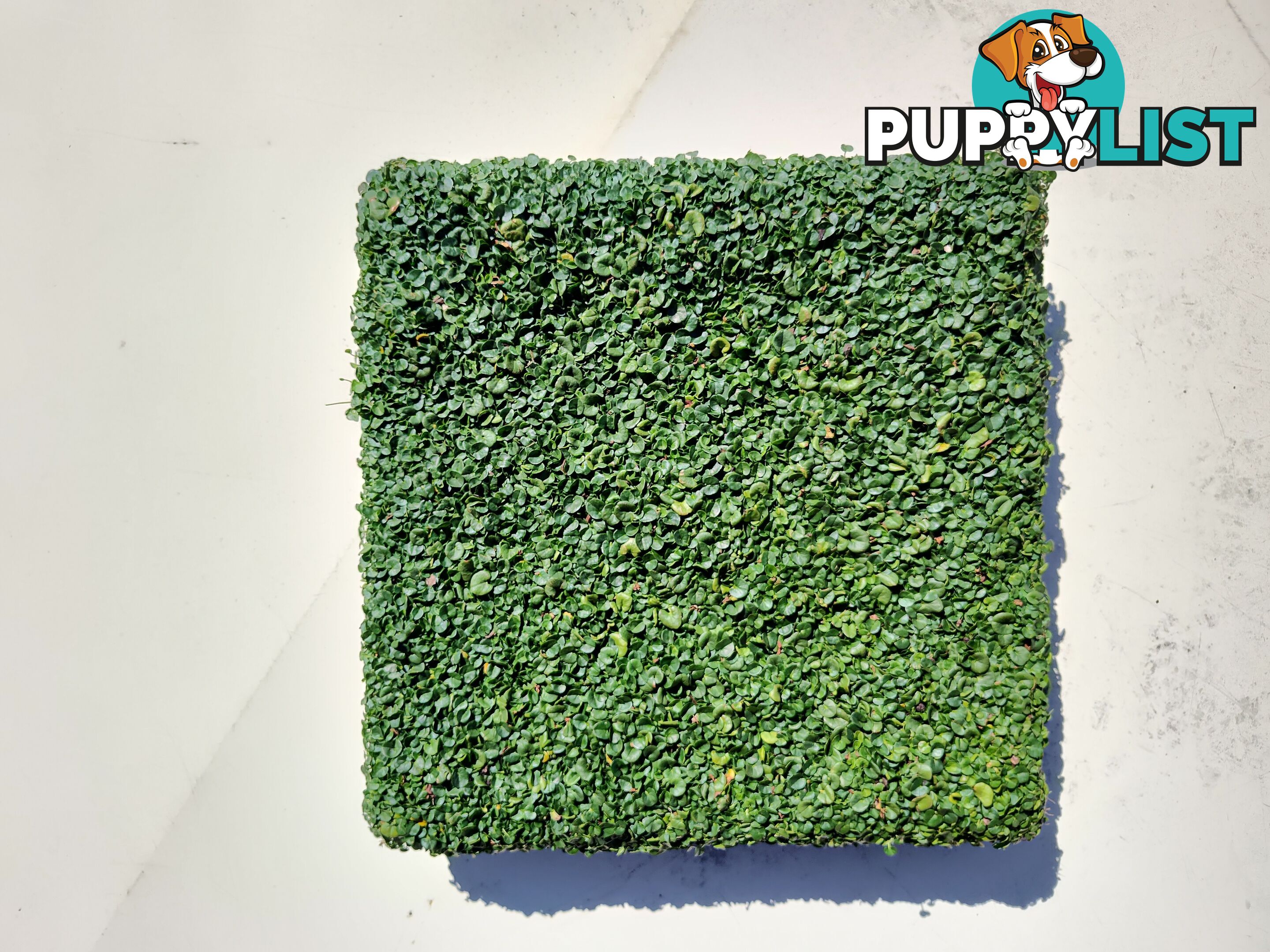 Dichondra Tiny Delight in 330mm x 330mm trays - Free delivery Australia Wide