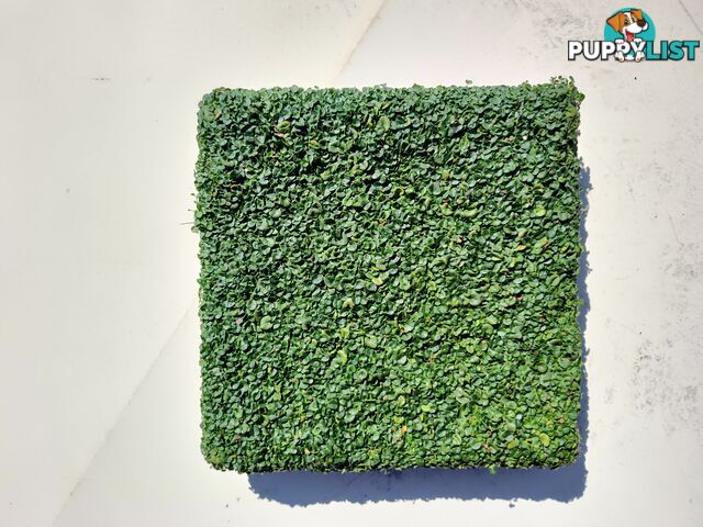 Dichondra Tiny Delight in 330mm x 330mm trays - Free delivery Australia Wide