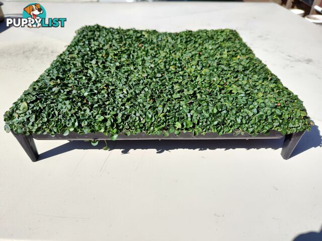 Dichondra Tiny Delight in 330mm x 330mm trays - Free delivery Australia Wide