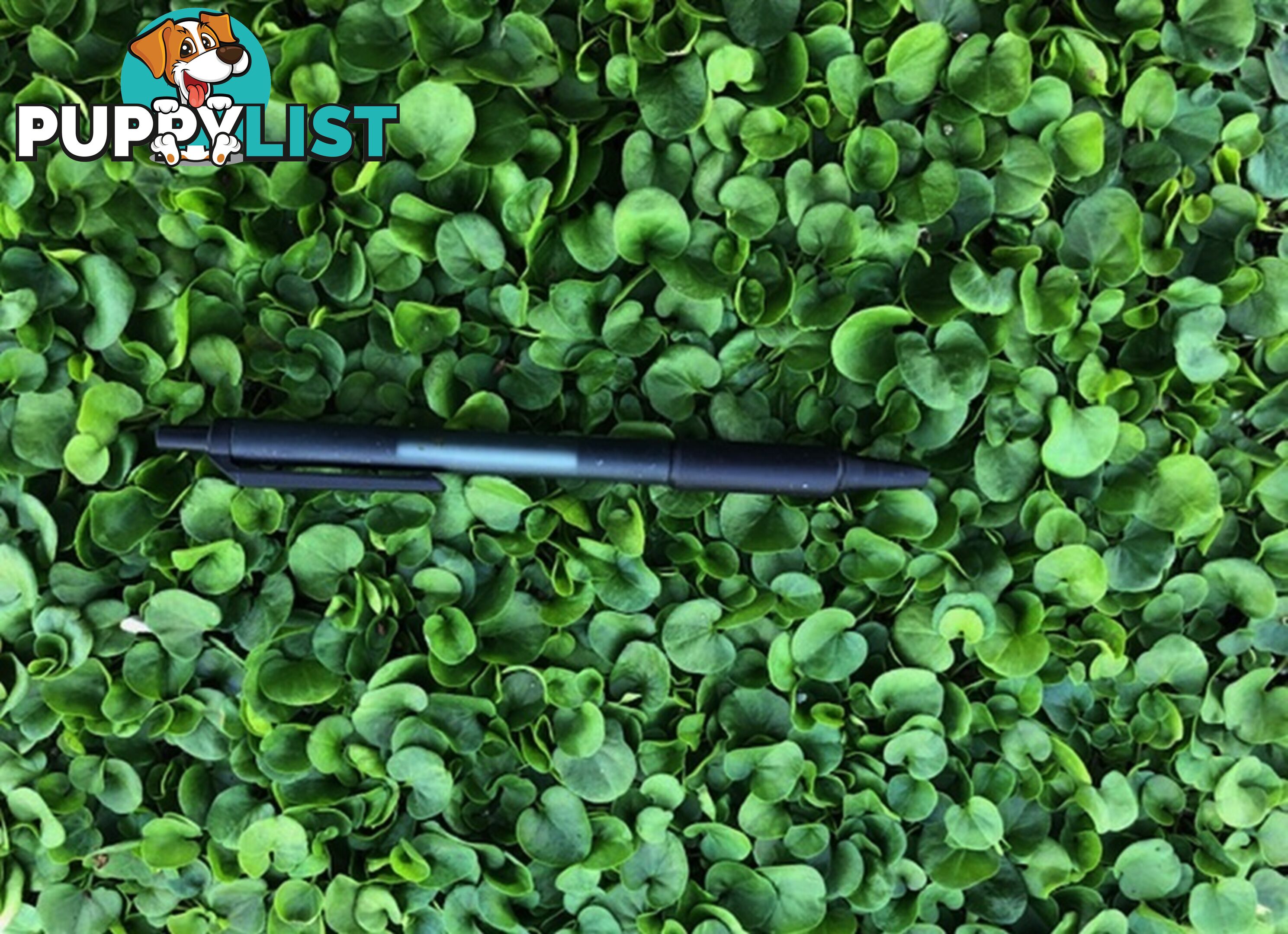 Dichondra Tiny Delight in 330mm x 330mm trays - Free delivery Australia Wide