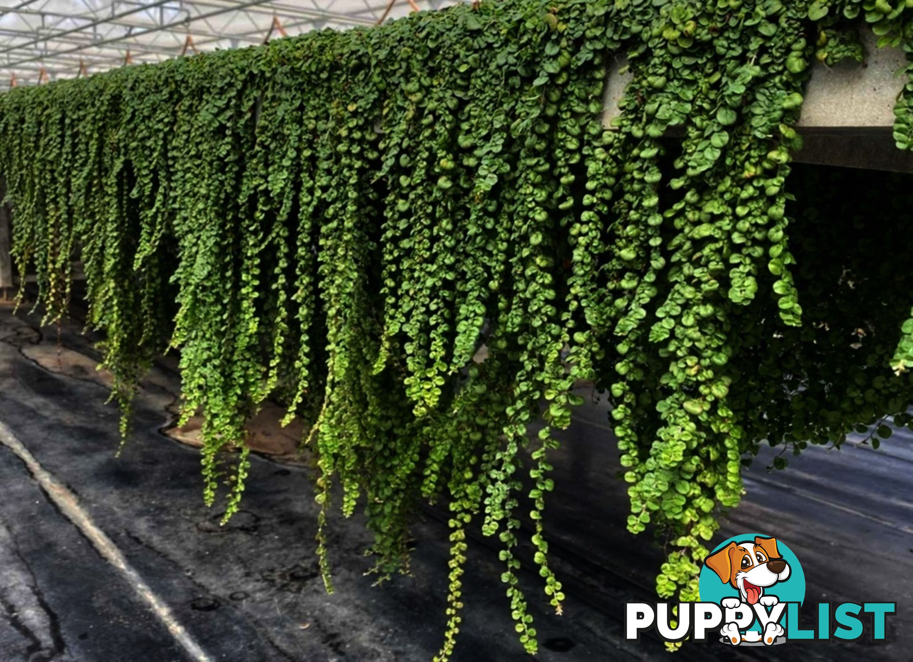 Dichondra Tiny Delight in 330mm x 330mm trays - Free delivery Australia Wide
