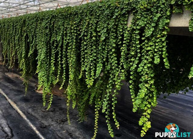Dichondra Tiny Delight in 330mm x 330mm trays - Free delivery Australia Wide