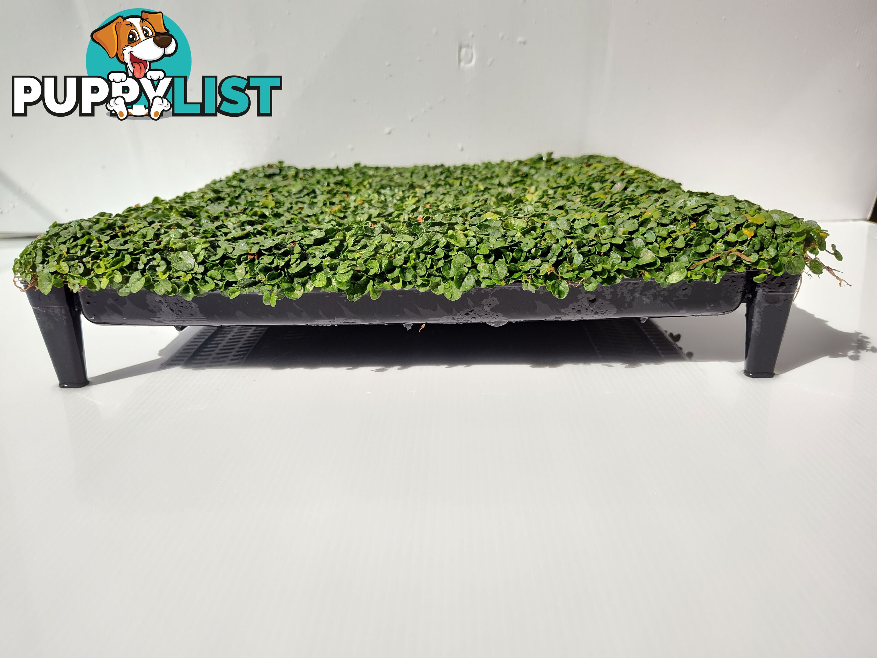 Dichondra Tiny Delight in 330mm x 330mm trays - Free delivery Australia Wide