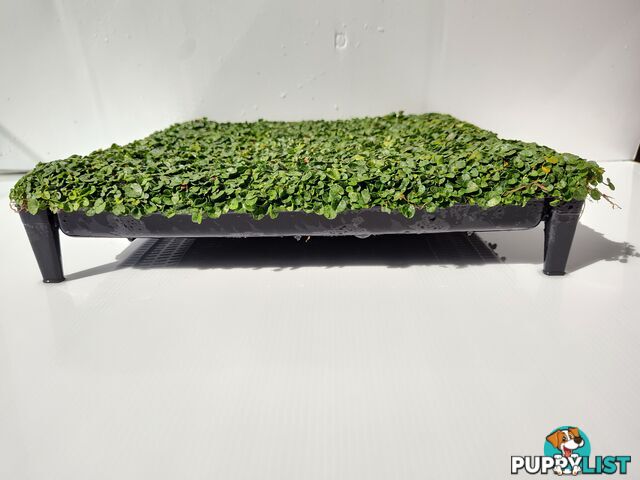 Dichondra Tiny Delight in 330mm x 330mm trays - Free delivery Australia Wide