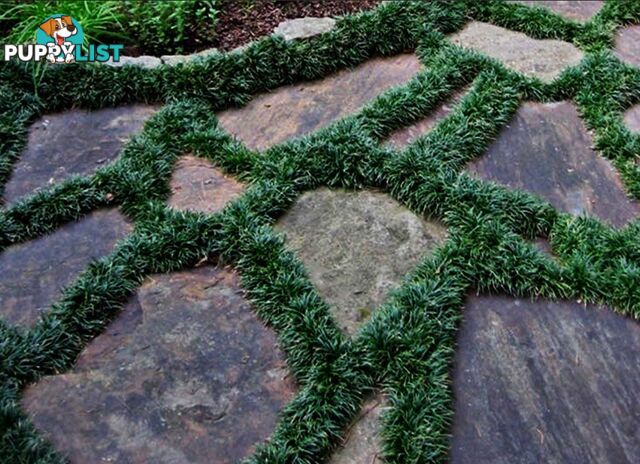 Mini / Dwarf Mondo Grass Individual Plants - 105 for $84.00 Inc. Free Express Post