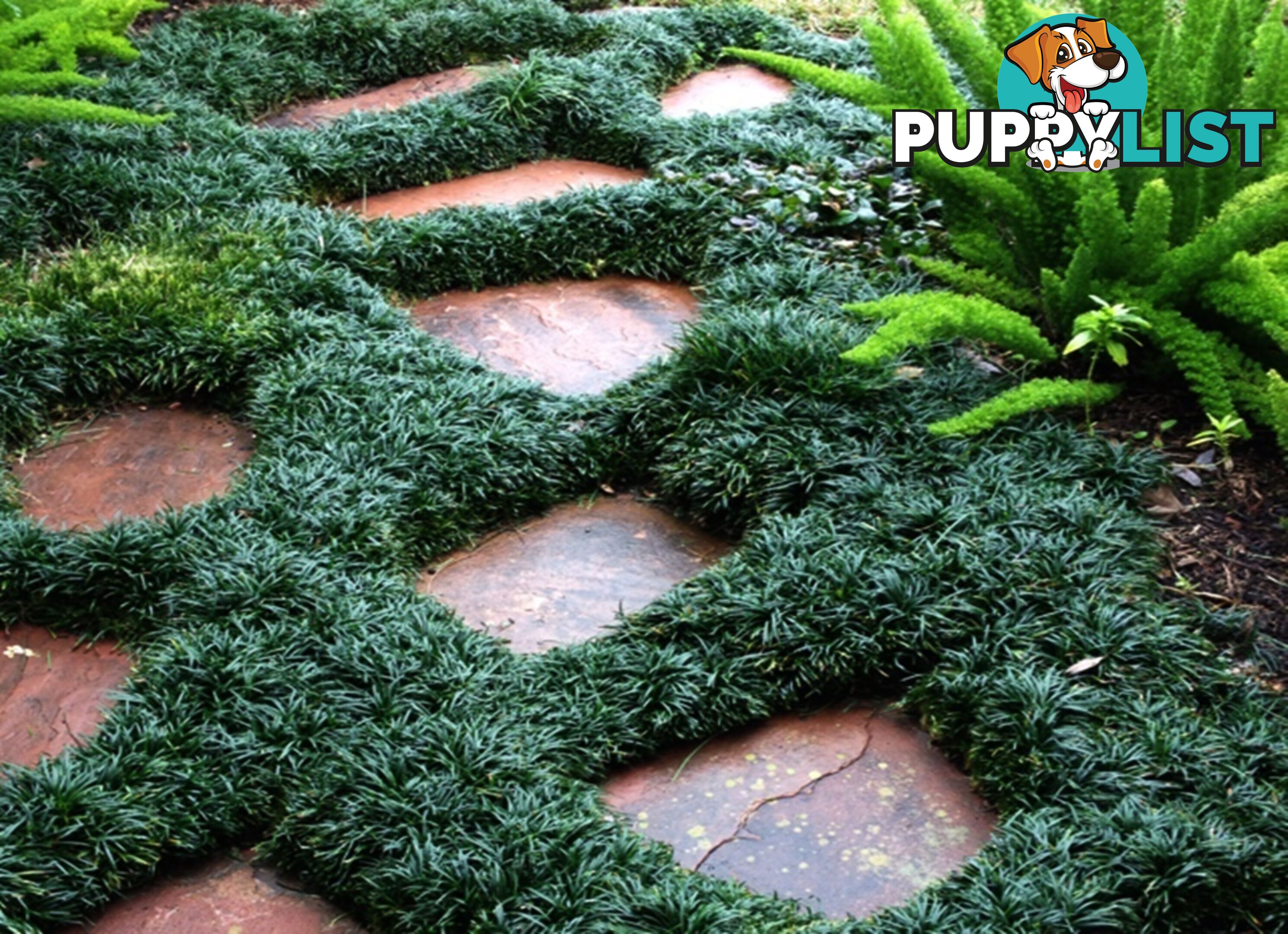 Mini / Dwarf Mondo Grass Individual Plants - 105 for $84.00 Inc. Free Express Post