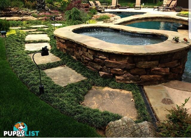 Mini / Dwarf Mondo Grass Individual Plants - 105 for $84.00 Inc. Free Express Post
