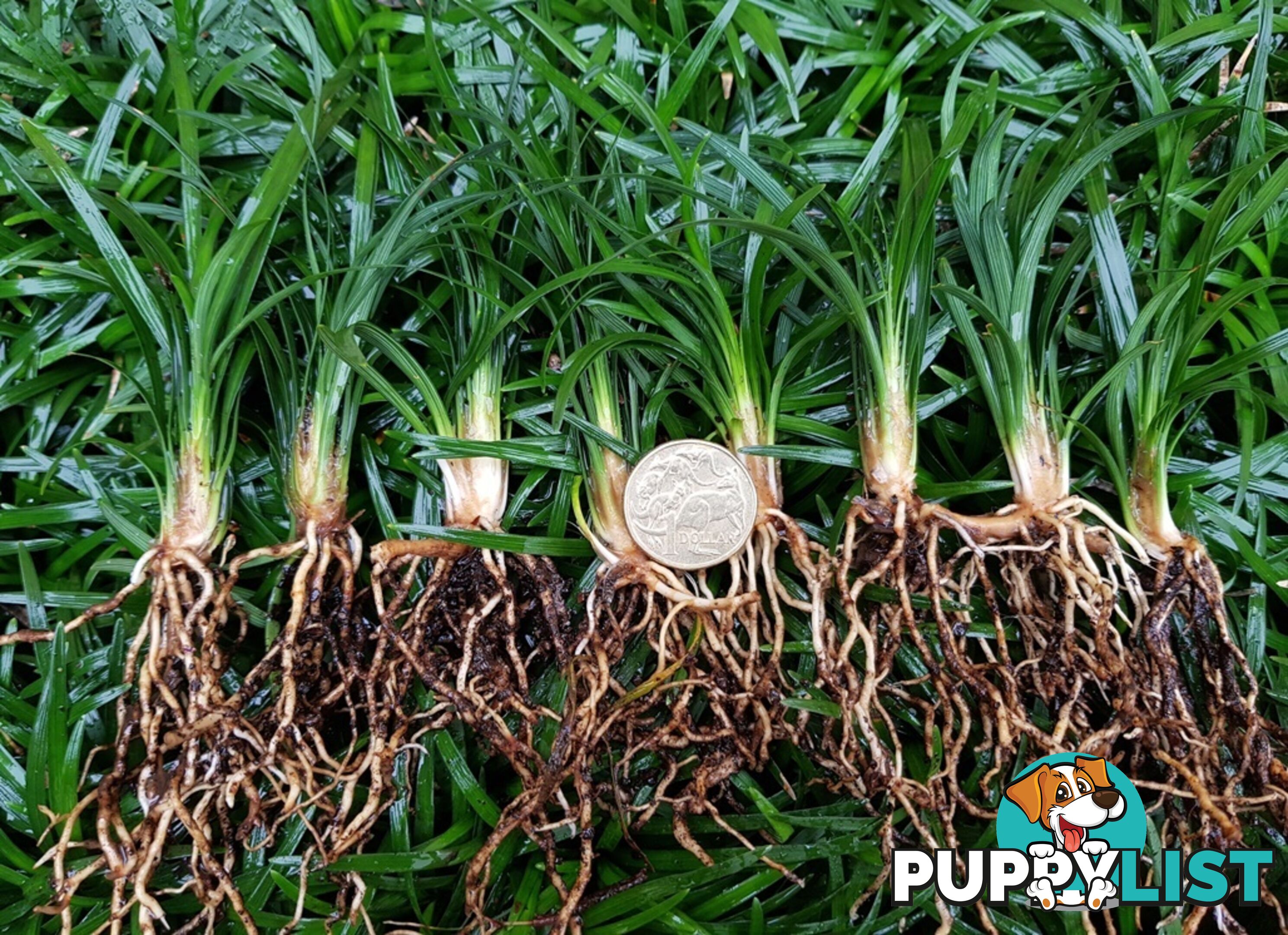 Mini / Dwarf Mondo Grass Individual Plants - 105 for $84.00 Inc. Free Express Post